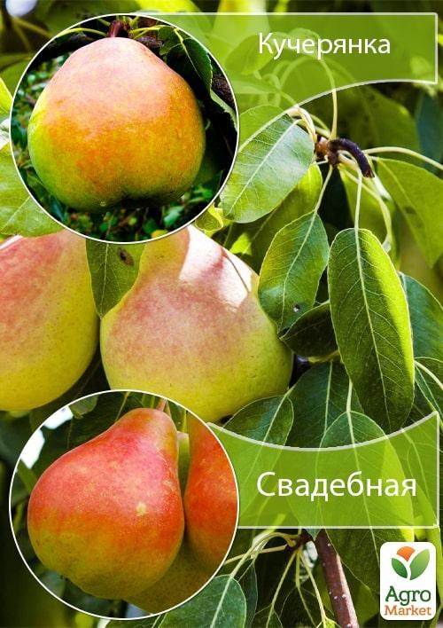 Дерево-сад Груша "Кучерянка+Весільна"