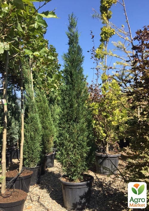 Купресосоціпаріс Лейланда "Blue Jeans" С3, висота 50-70см - фото 3