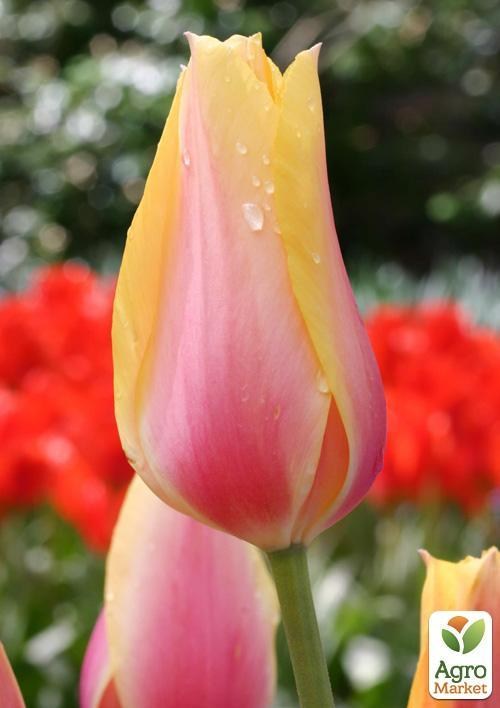 Тюльпан "Long Lady" (размер 11/12 , крупный) 3шт в упаковке