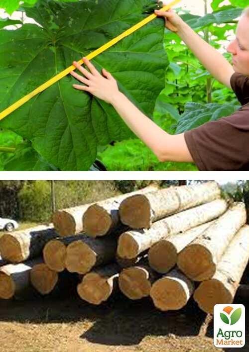 Павловнія для деревини "Paulownia Energy" (Морозостійкий Superhybrid 33С) вазон Р9 - фото 3