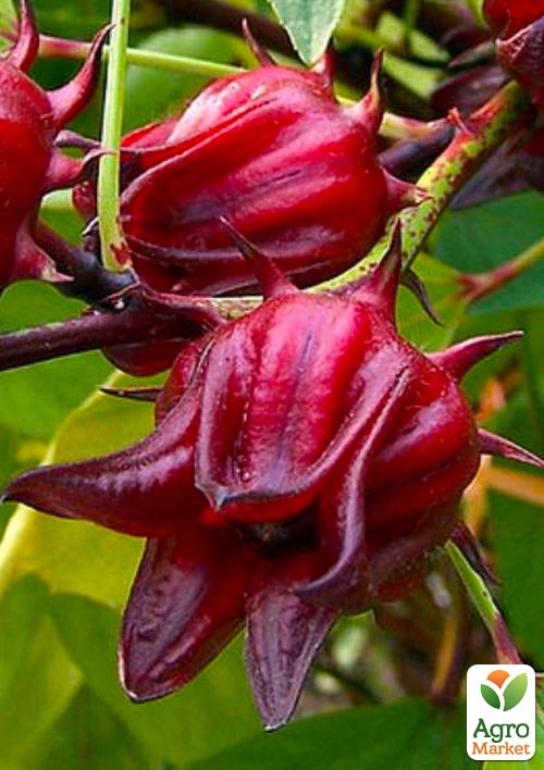 Каркаде (Суданська Роза) гібіскус "Сабдаріффа"