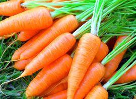 Морква: основні тонкощі вирощування