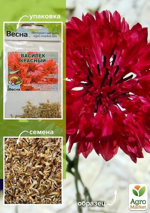 Волошка "Червона" (Зипер) ТМ "Весна" 0,5г