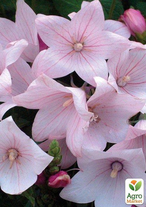 Ширококолокольчик (platycodon) "Grandiflorus Fuji Pink" - фото 3