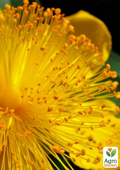 Звіробій Мозера "Tricolor" - фото 2