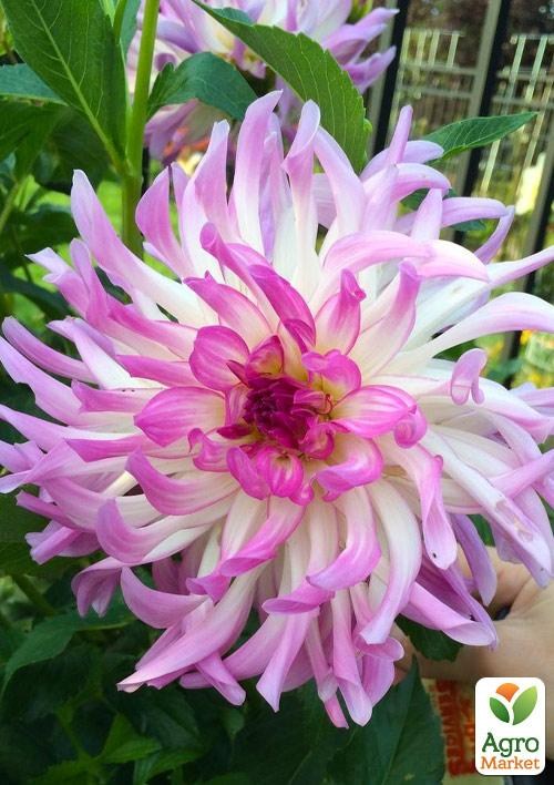 Жоржина «Bold Accent»