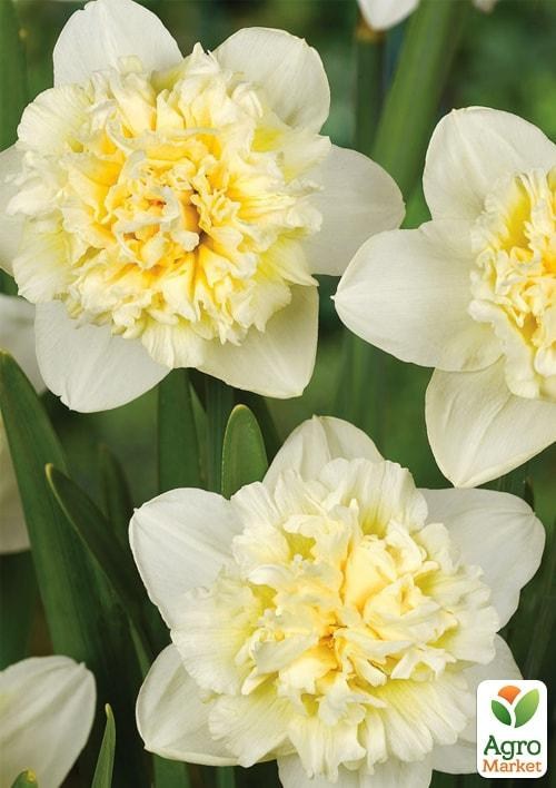 Нарцис "Ice King" (розмір 10/12, великий) 2шт в упаковці