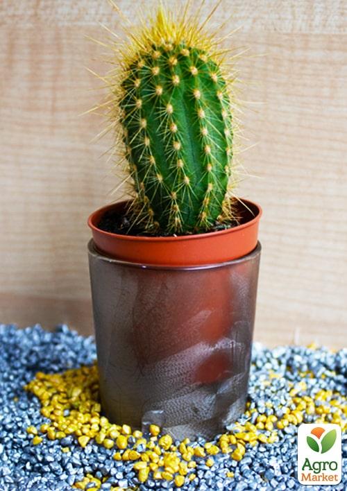 Кактус "Стеноцереус" (Lemaireocereus dumortierii) (Нідерланди)