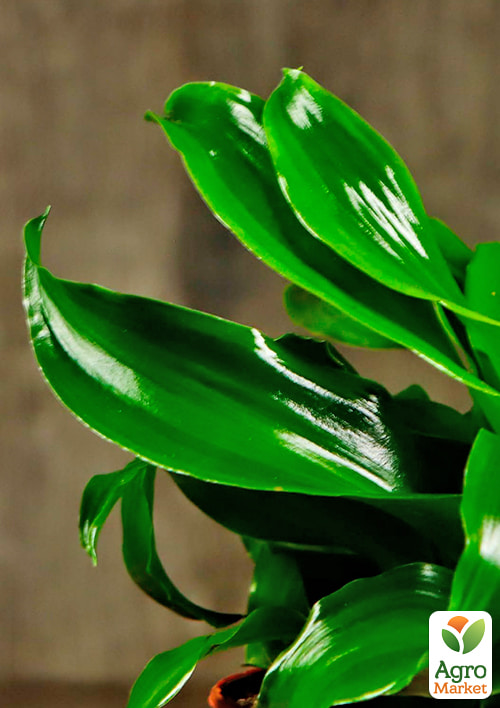 LMTD Драцена "Twist" (высота 20-30см) - фото 5
