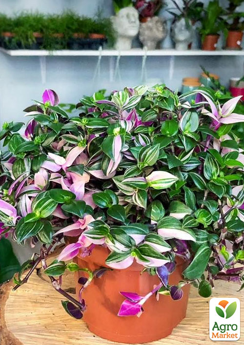 Традесканция ампельная "Rainbow Hill"  