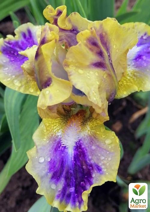 Ирис карликовый "Leopard Print" 