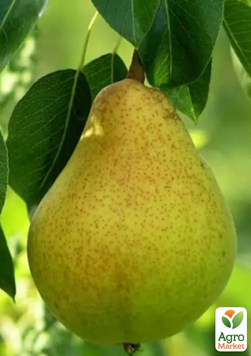 Груша "Вера" (зимний сорт, поздний срок созревания) - фото 2