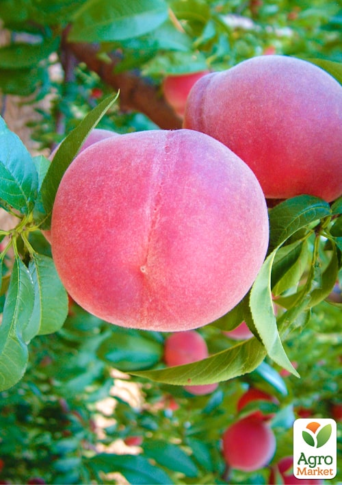 Персик "Монтар" (летний сорт, поздний срок созревания)