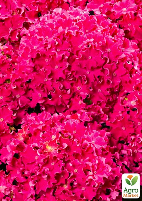 Гортензия крупнолистная курчавая "Curly Sparkle Hot Pink"