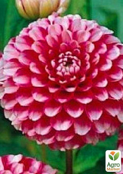 Георгина "Little William" 1шт в упаковке - фото 3