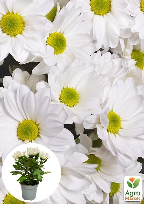 Хризантема "Classic White" (Нидерланды)