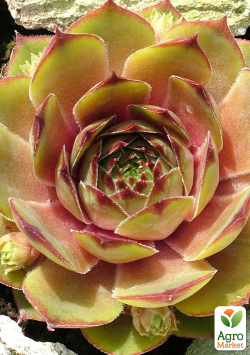 Молодило гибридное "Patton"