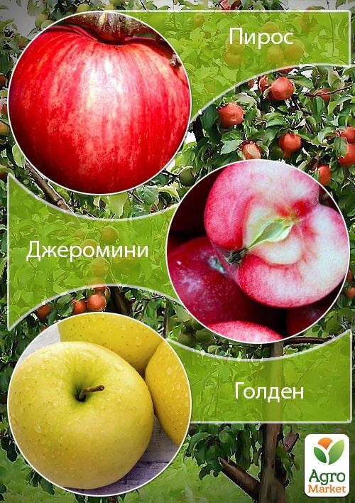 Дерево-сад Яблоня "Пирус+Джеромин+Голден" 