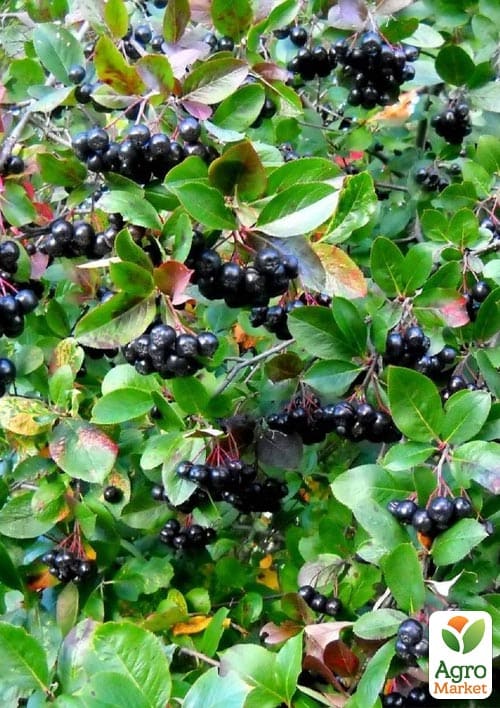 Горобина чорноплідна 2-річна "Nero" вкорінена в контейнері - фото 6