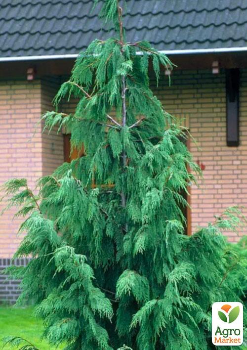 Кипарис Гималайский (Cupressus Torulosa) контейнер Р9
