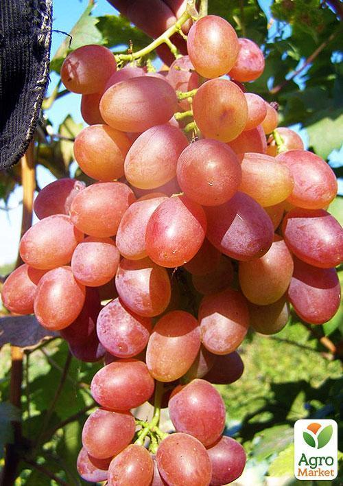 Виноград "Симпатія" (середній термін дозрівання, стабільний високий урожай - понад 6 кг з одного куща) - фото 5