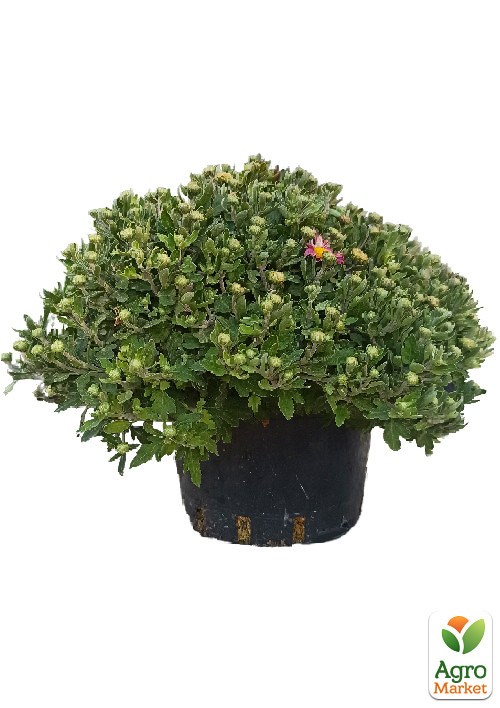 Хризантема Садовая "Fanfan Light" (высота 30-50см) - фото 3