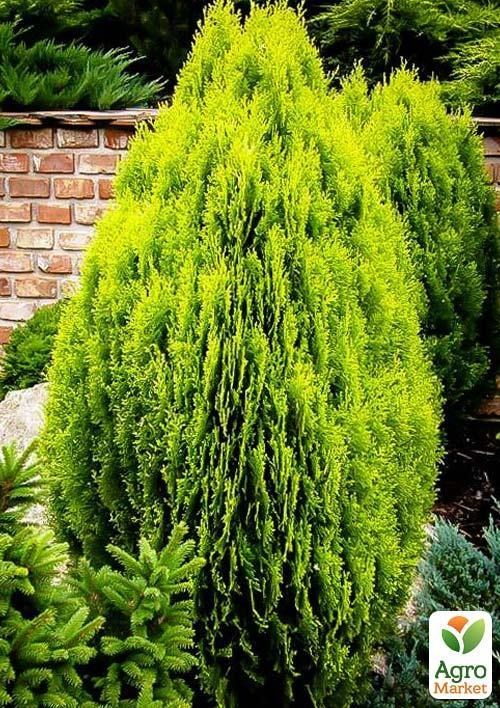 Туя Платикладус "Ауреа" (Platycladus Aurea) горшок P9