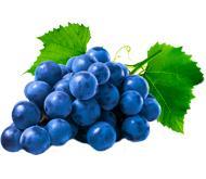 Саженцы винного винограда