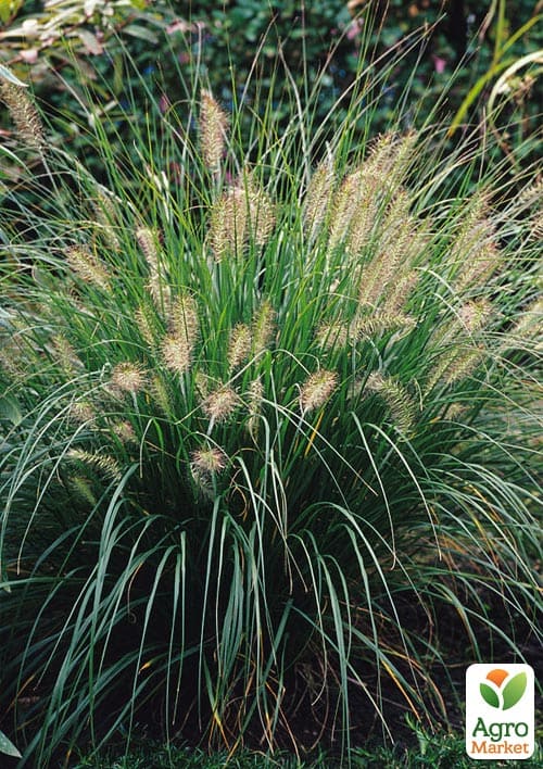 Пеннисетум лисохвостый "Moudry" вазон С2