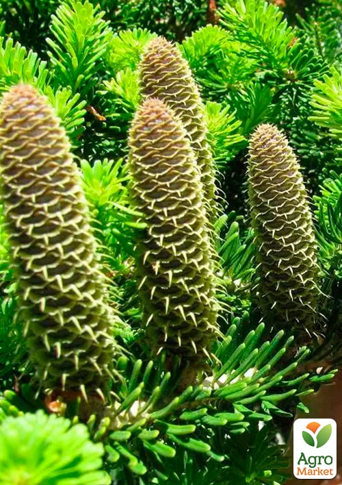Ялиця Біла (Abies Alba) горщик P9 - фото 2