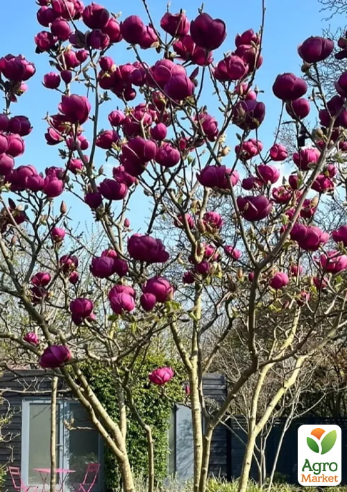 Магнолия 2-х летняя гибридная "Black Tulip" (высота 40-50см) - фото 2