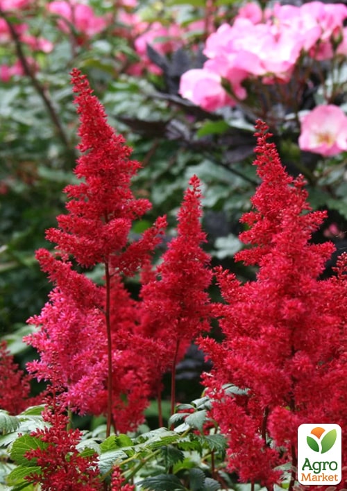 Астильба "Fanal"  - фото 2