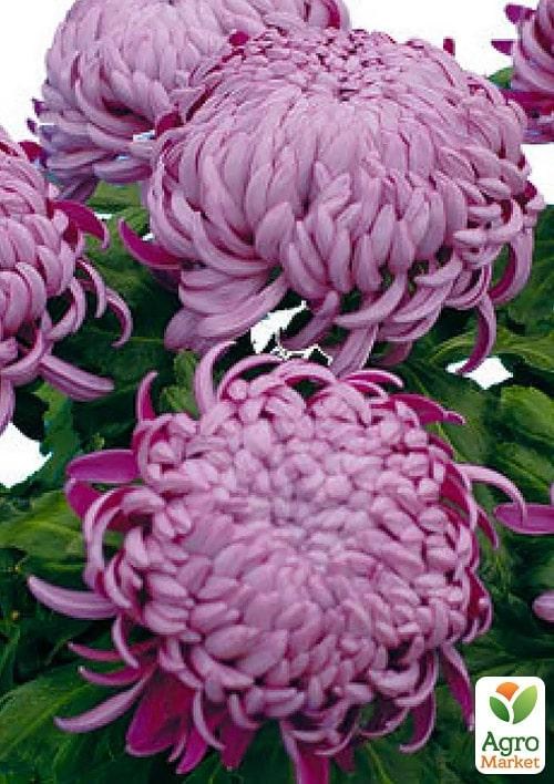 Хризантема  "Irisa Lilac" (низкорослая крупноцветковая) - фото 4