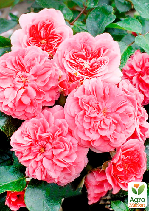 Роза почвопокровная "Четыре сезона" (саженец класса АА+) высший сорт - фото 4