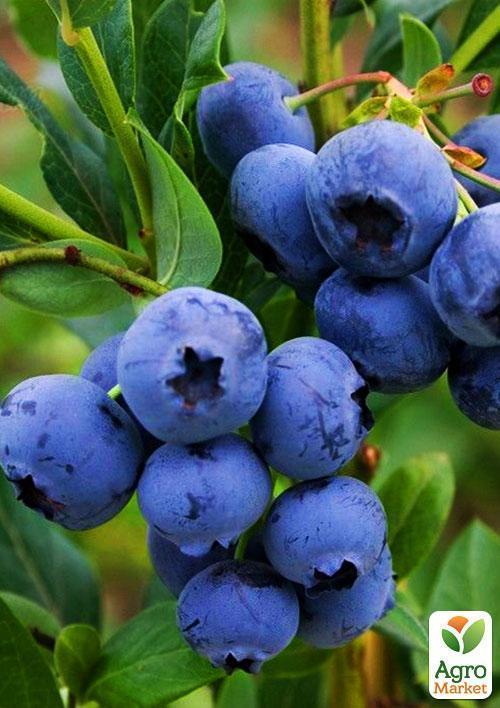 Голубика (черника садовая) "Голд Раубе" (средний срок созревания) - фото 6