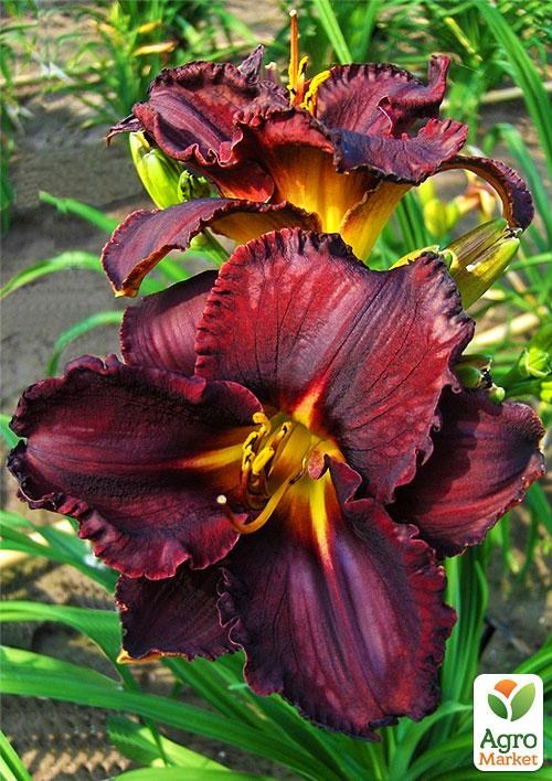 Лилейник "Black Stockings" 1шт в упаковке NEW