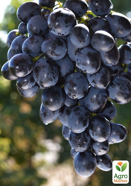 LMTD Виноград "Mika" (сортовой, укорененный)