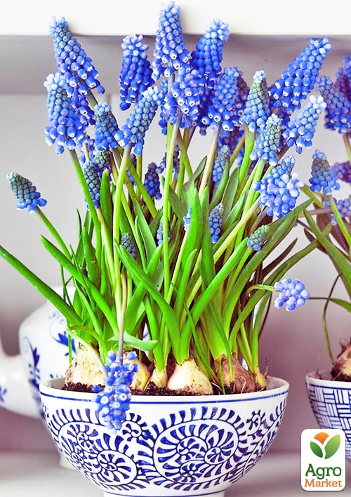 Мускари "Armeniacum" укоренённые - фото 5