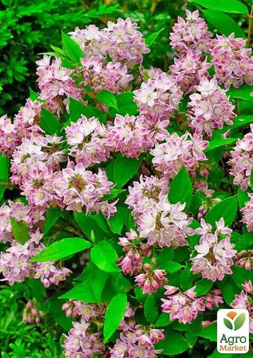 Дейція гібридна "Raspberry Sundae" - фото 2