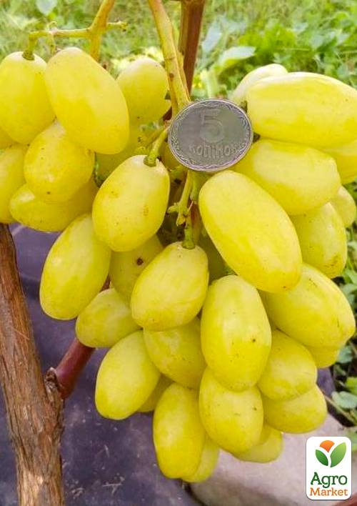 Виноград "Бананас" (крупноягідний мускат з цитронними нотками, дуже ранній) - фото 4