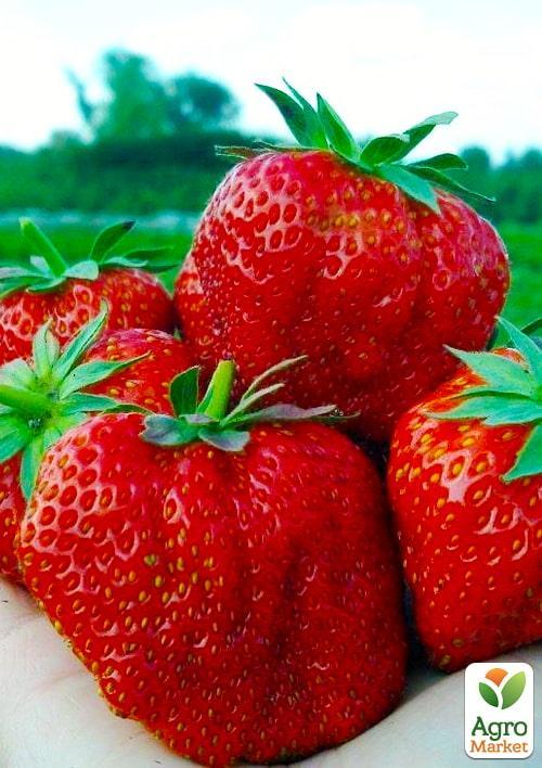 Полуниця "Хумі Гранде" (Humi Grande) (середній термін дозрівання)