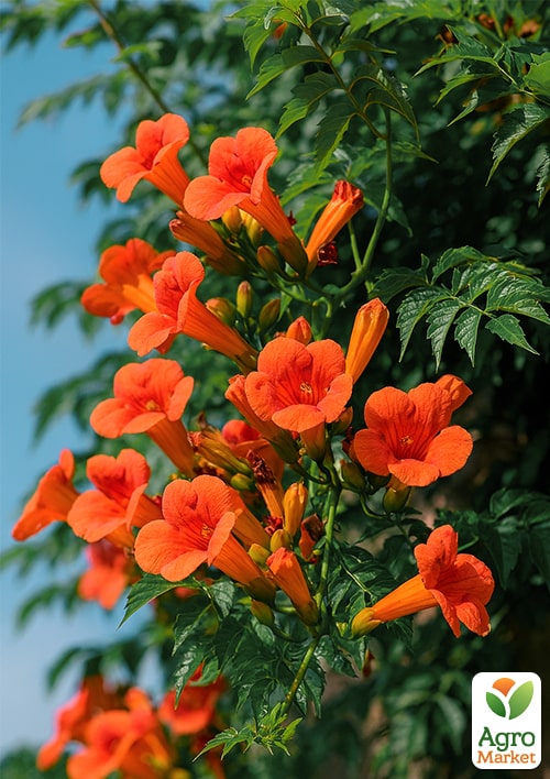 Кампсис гибридный "Madame Galen"