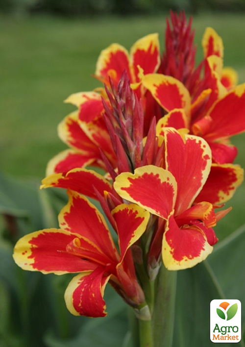 Канна Низькоросла "Lucifer"