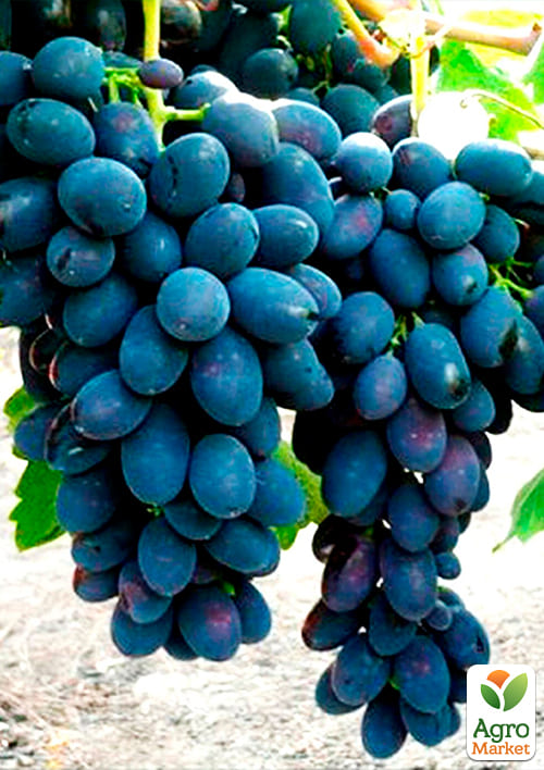 Виноград "Кодрянка" (ранний срок созревания) - фото 2