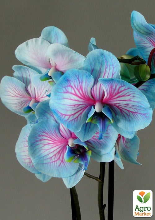 Орхідея (Phalaenopsis) «Cascade Lace» - фото 6