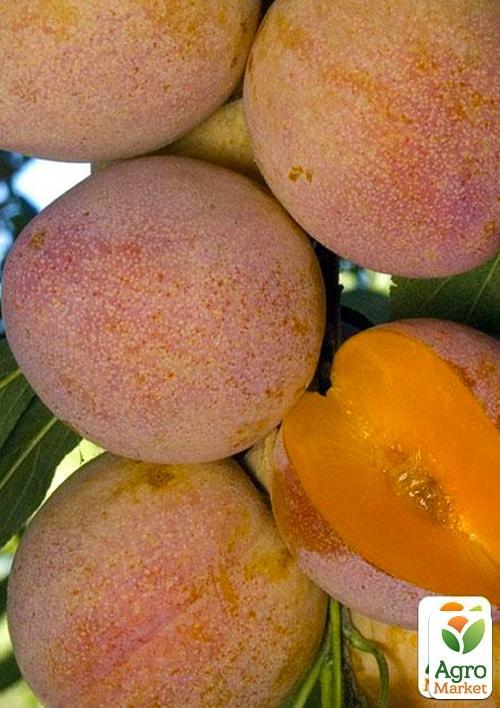 Слива "Супериор" (летний сорт, средний срок созревания)