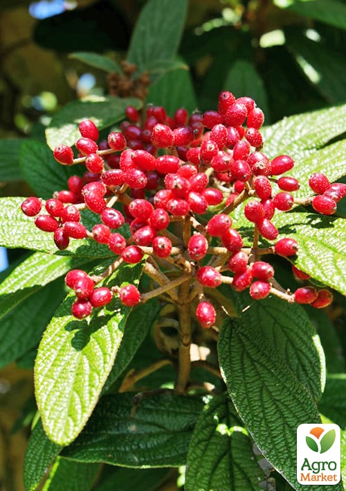 Калина вічнозелена зморшкувата (Viburnum rhytidophyllum)