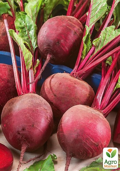 Свекла "Моник" (Зипер) ТМ "Весна" 6г - фото 2