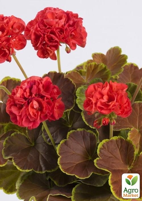 Пеларгонія ряболиста "Caramel Red"