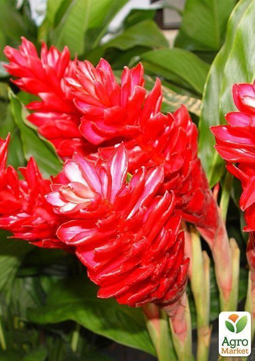 Імбир "Народна мудрість" ТМ "Vesna Exclusive" 10шт